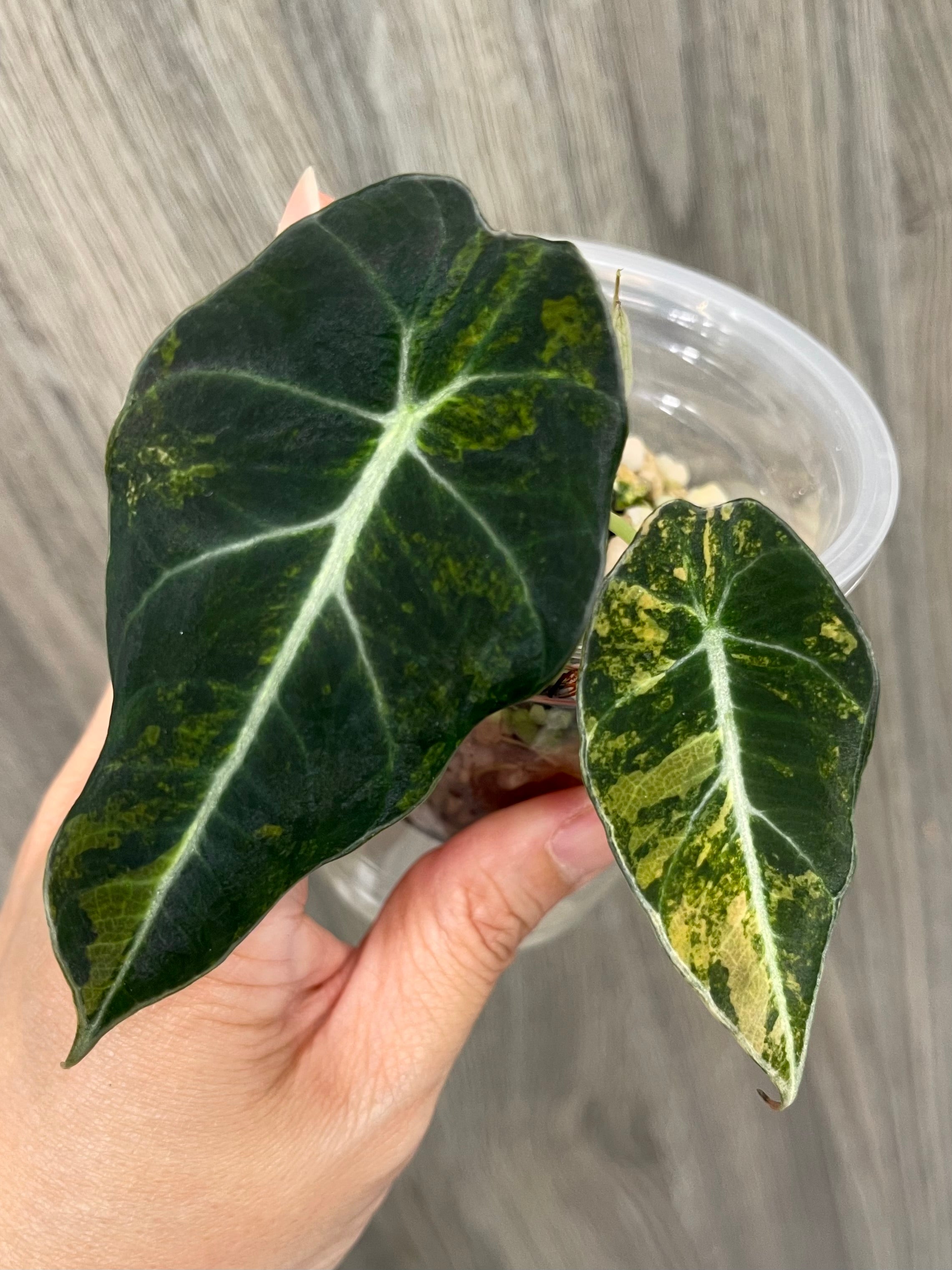 Alocasia Black Velvet Aurea