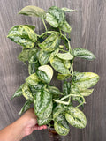 Scindapsus Peasun B