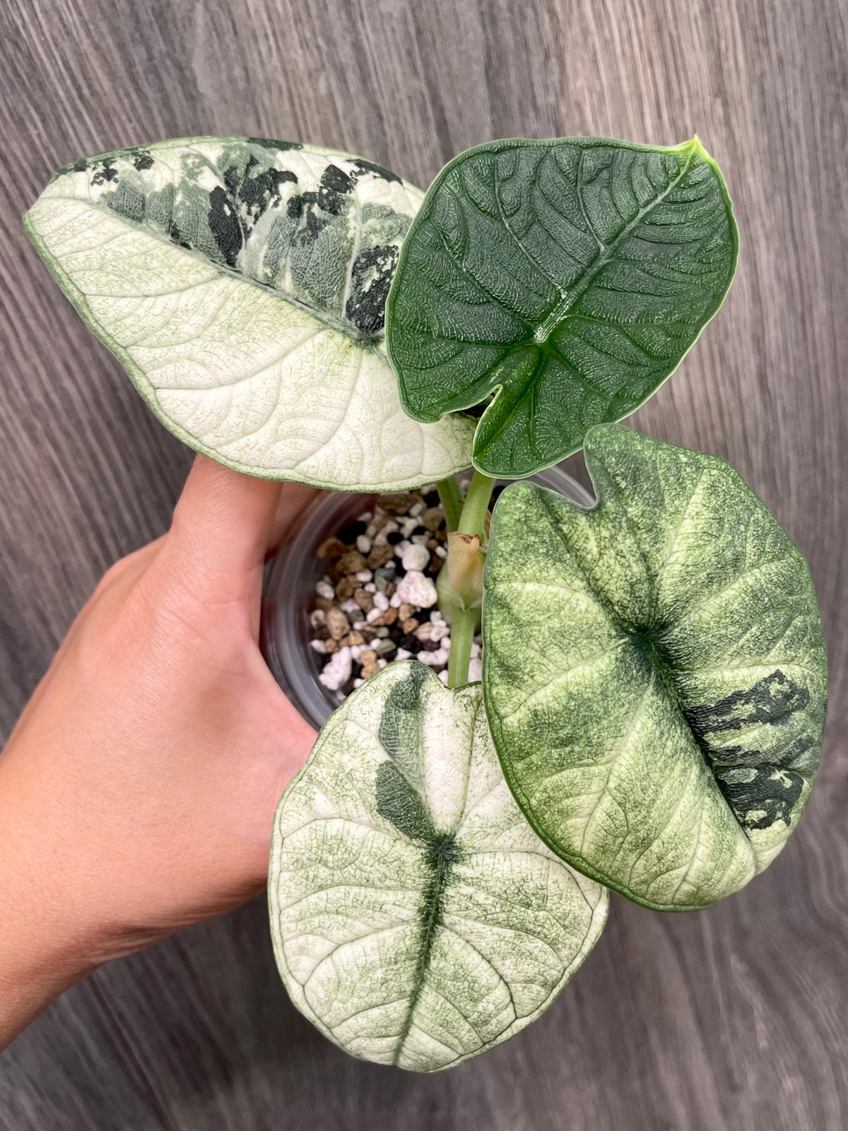 Alocasia Melo Mint A