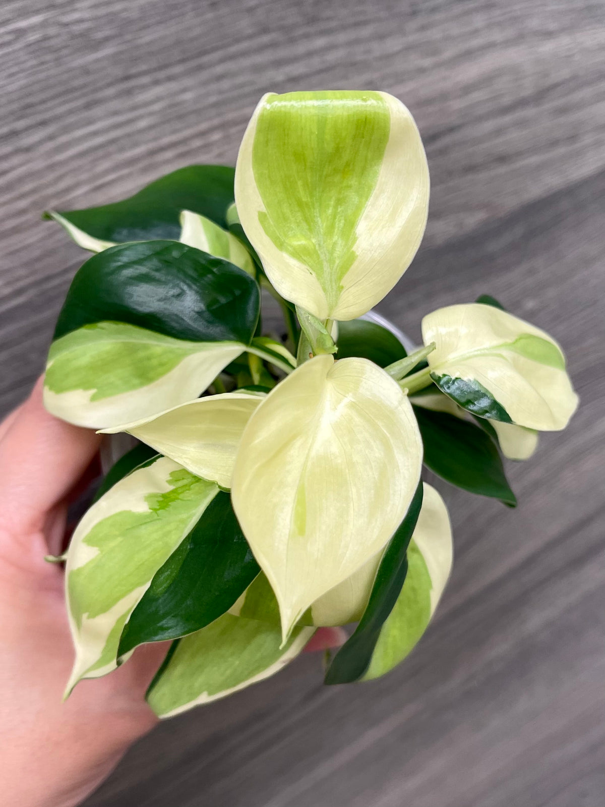 Philodendron Gabby