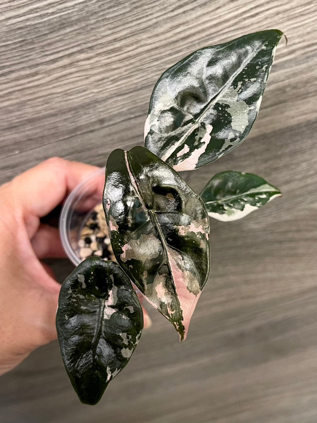 Alocasia Chantrieri Pink B