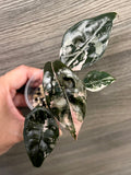 Alocasia Chantrieri Pink B