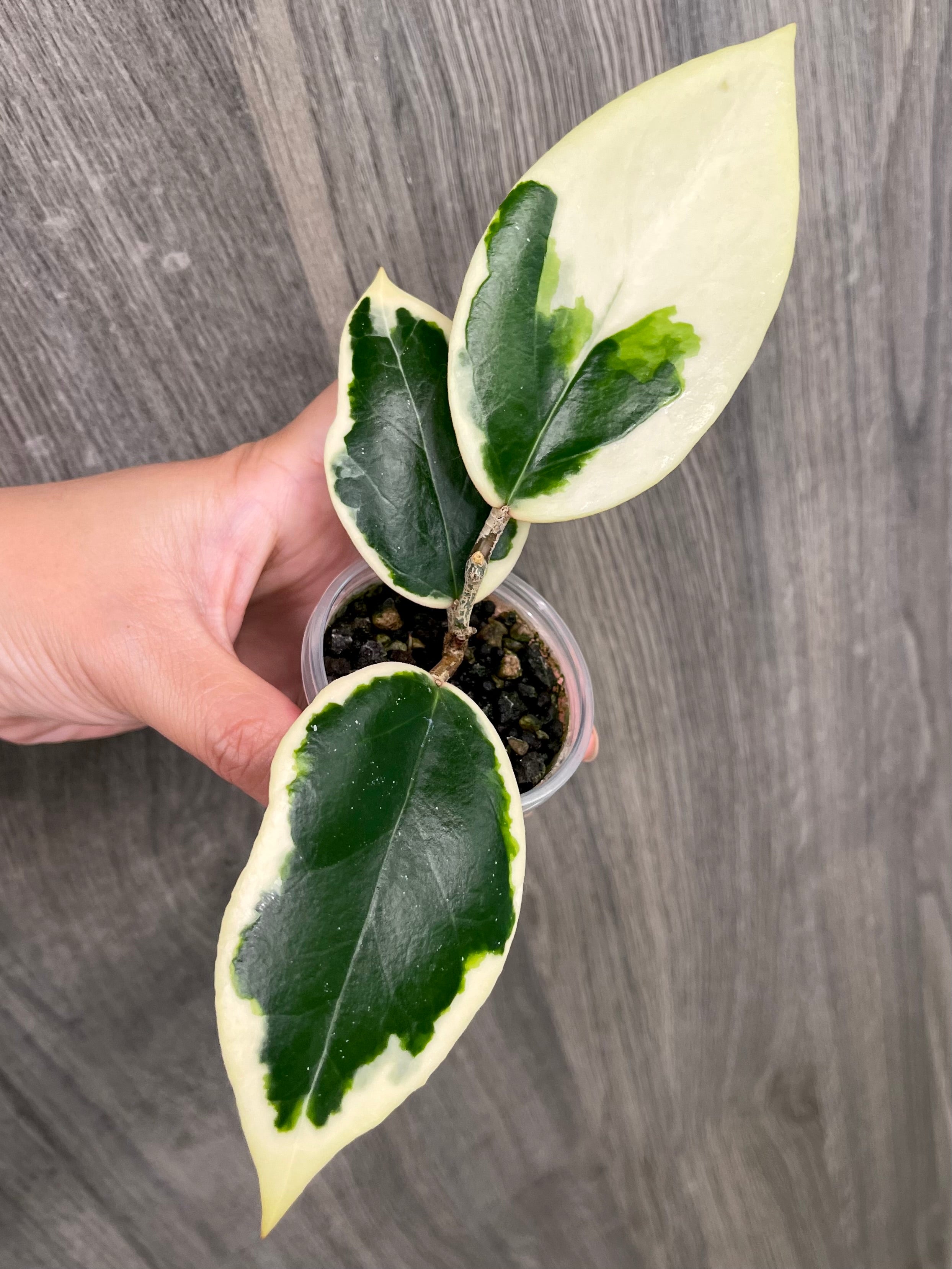 Hoya Ilagiorum Albo