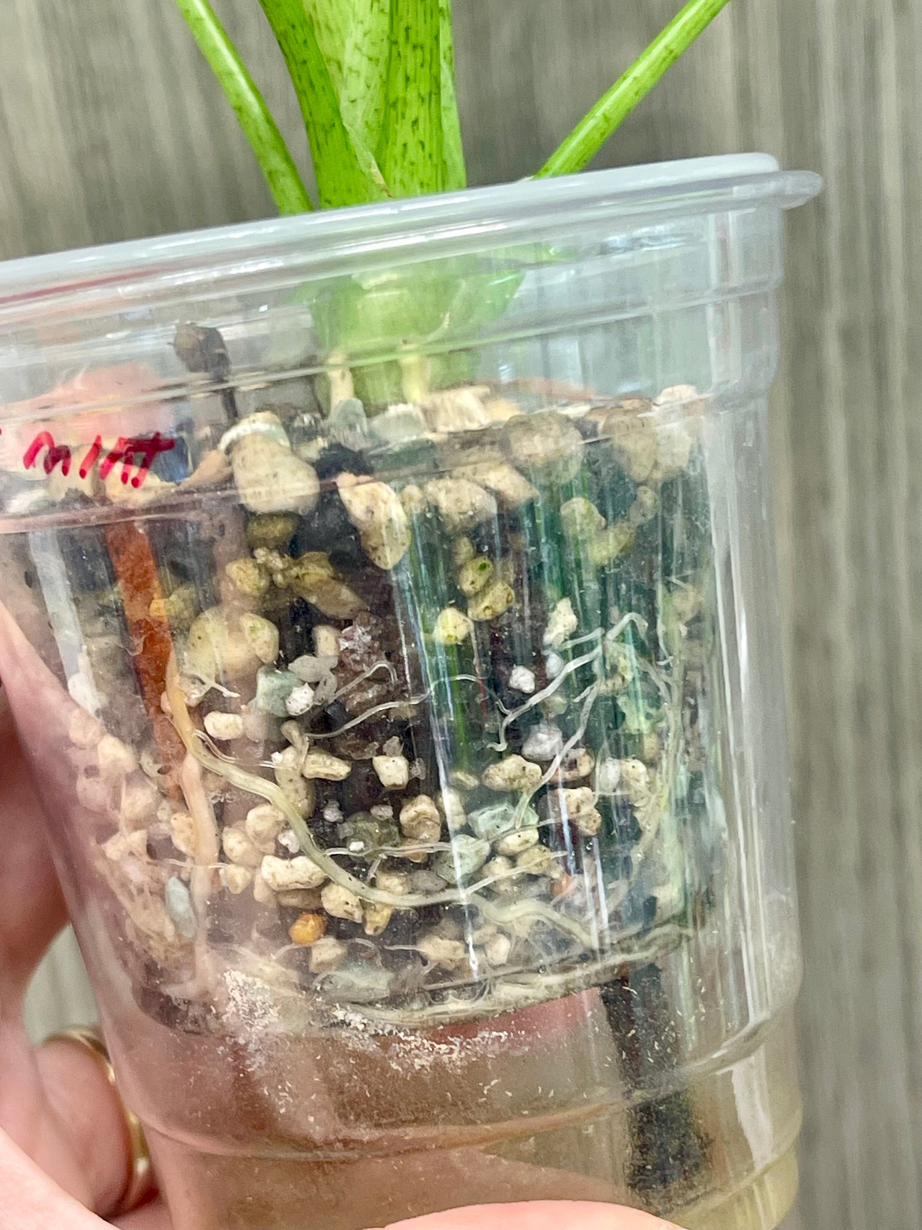 Alocasia Longiloba Mint Marble