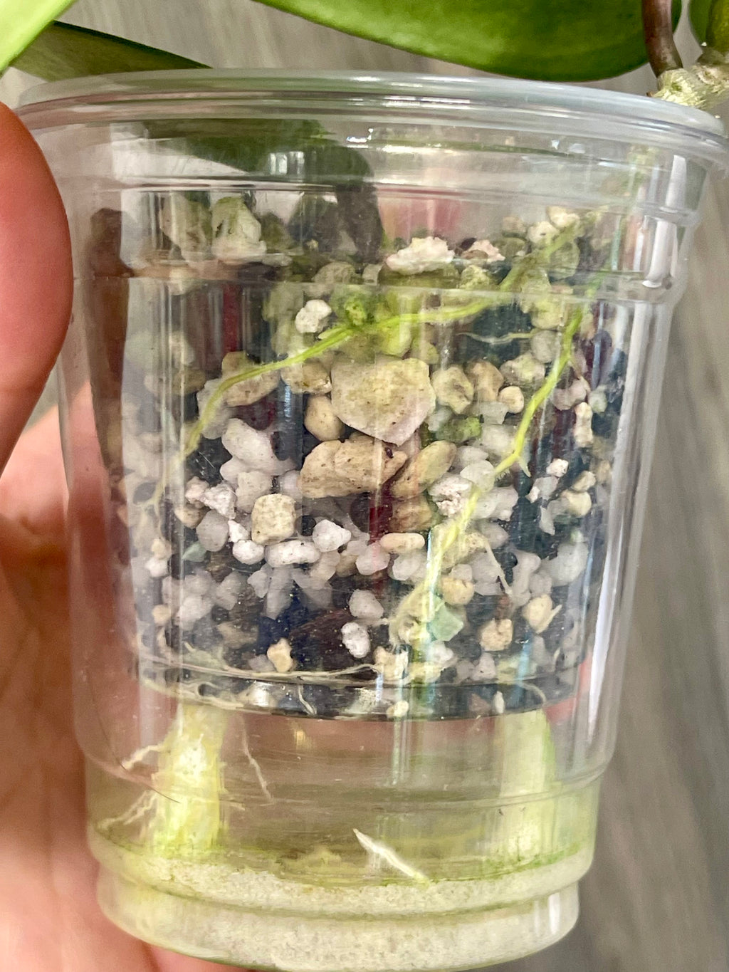 Hoya Latifolia Silver