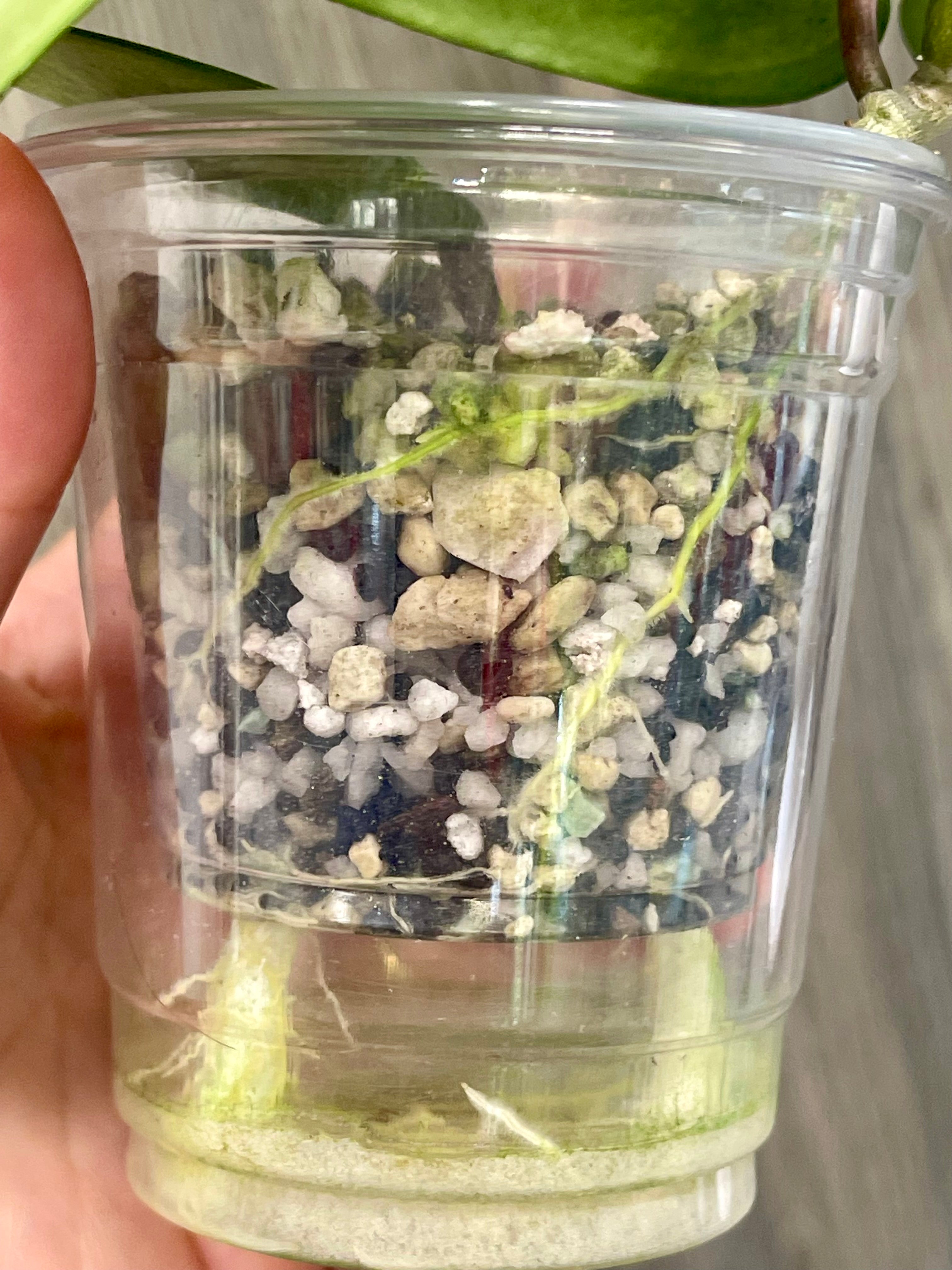 Hoya Latifolia Silver