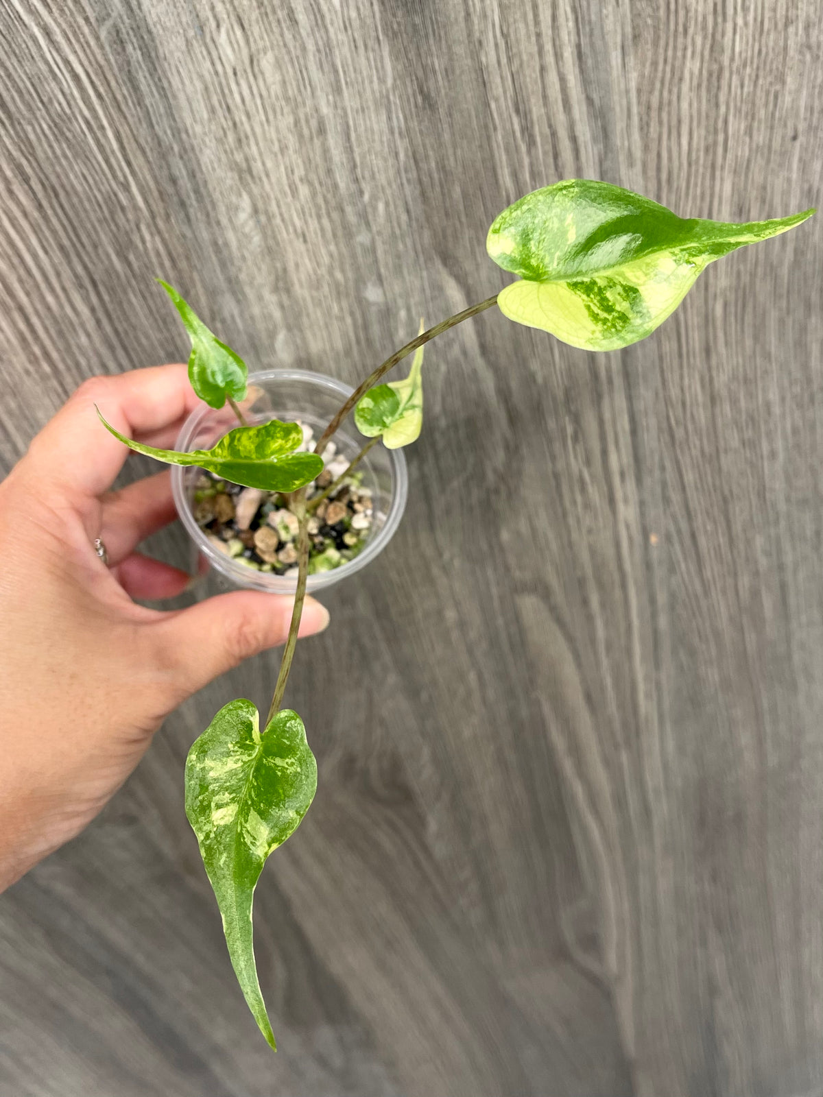Alocasia Stingray Lime