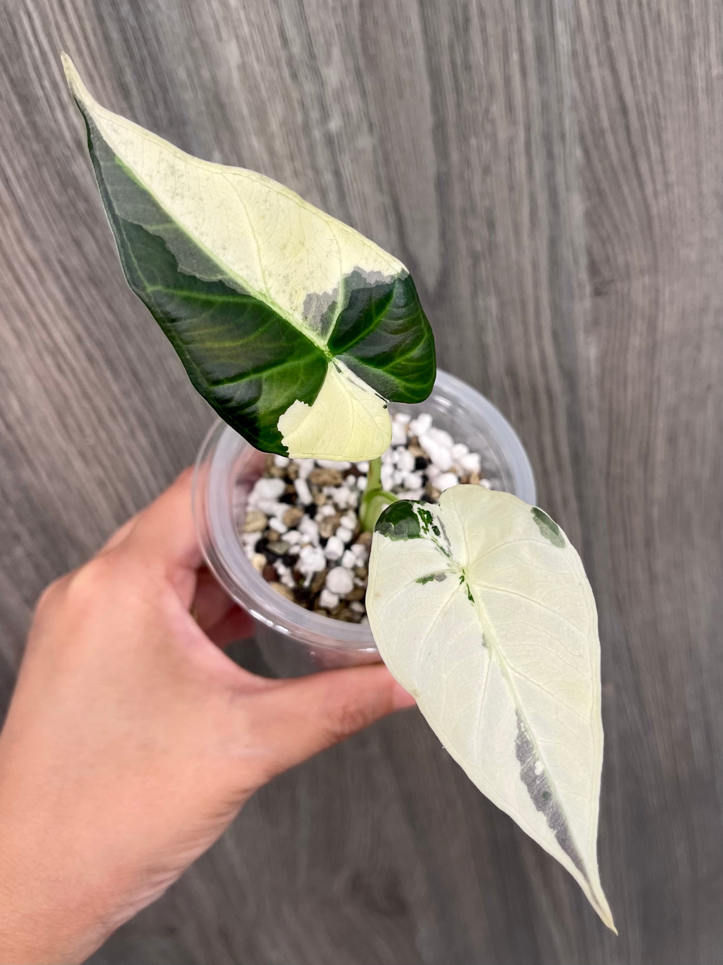 Alocasia Regal Shield Albo A