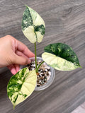 Alocasia Dragon Scale Albo