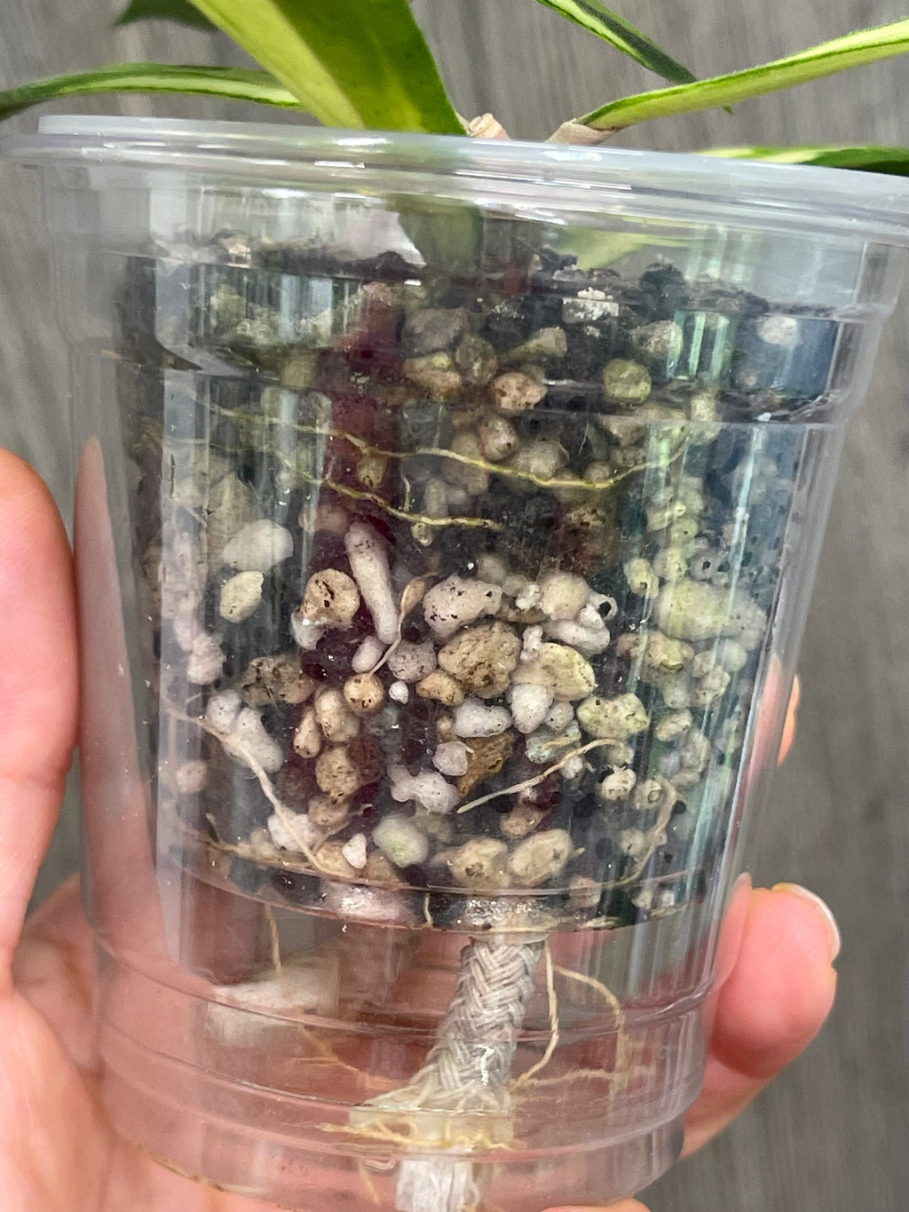 Hoya Rigidifolia Variegated