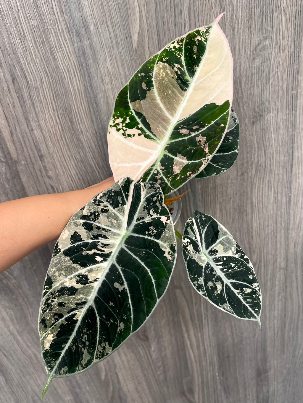 Alocasia Black Velvet Albo A