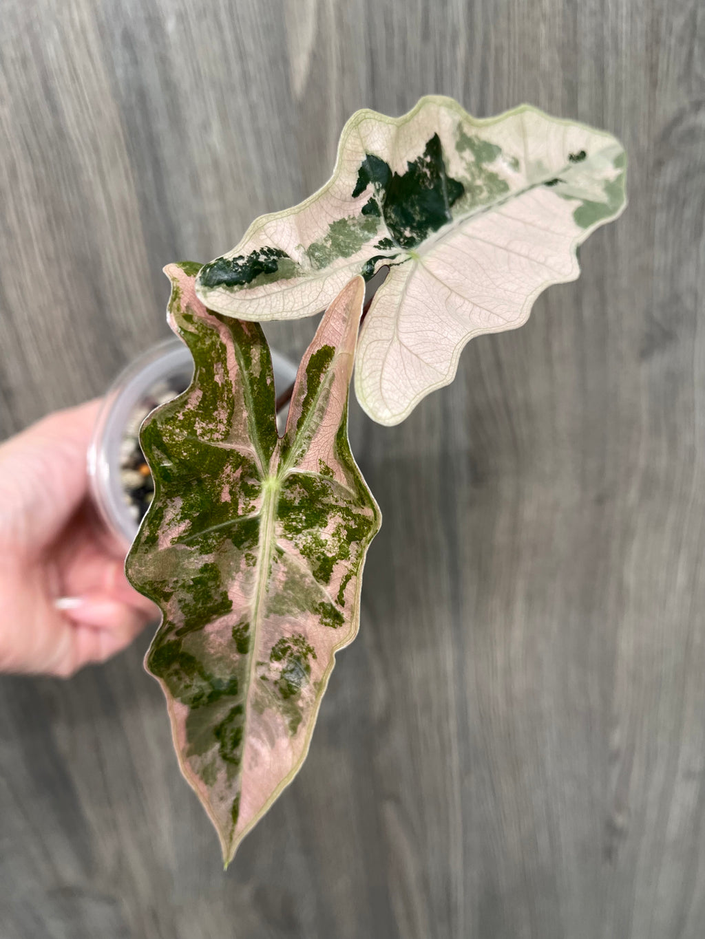 Alocasia Pseudo Pink