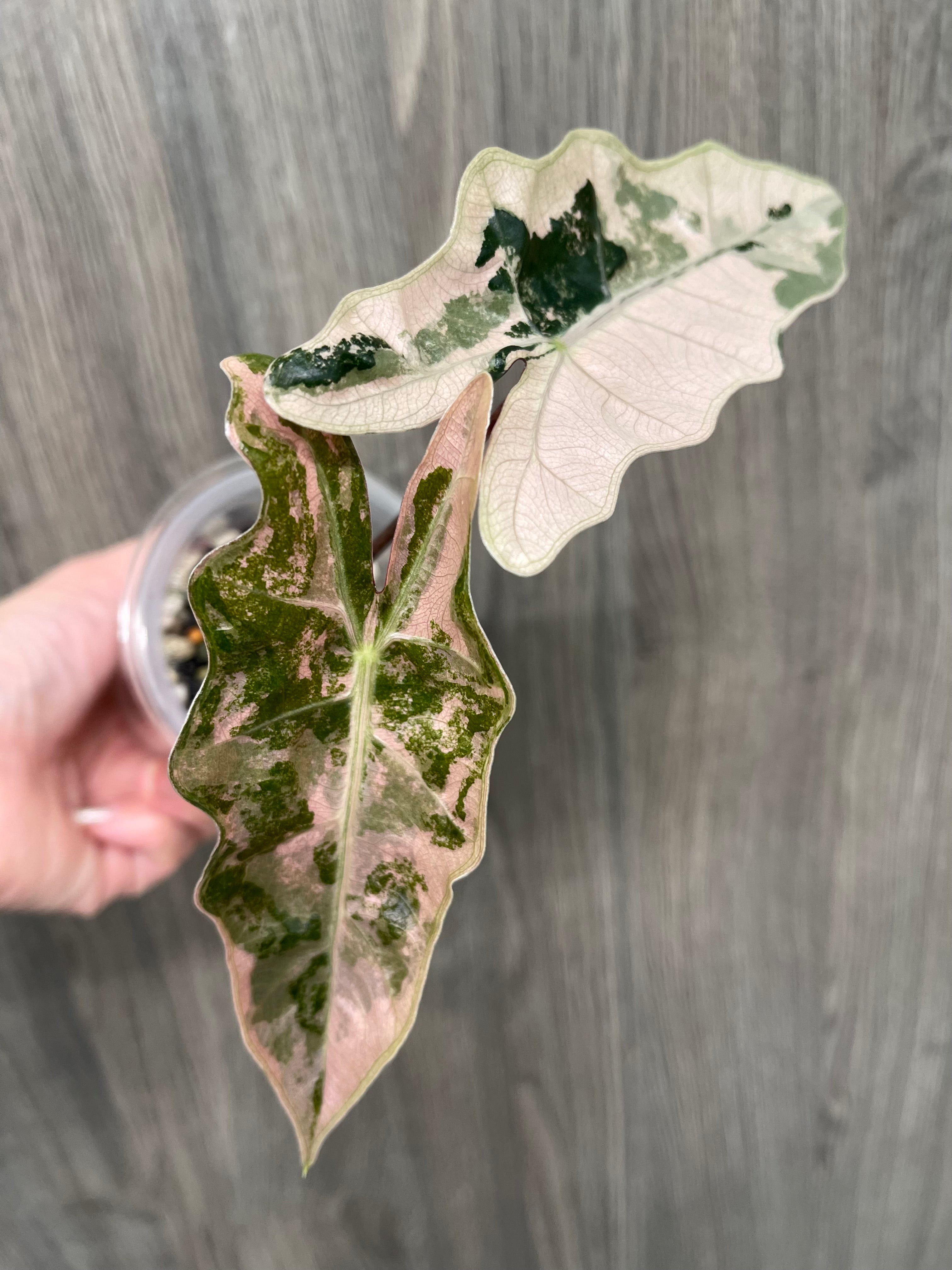 Alocasia Pseudo Pink