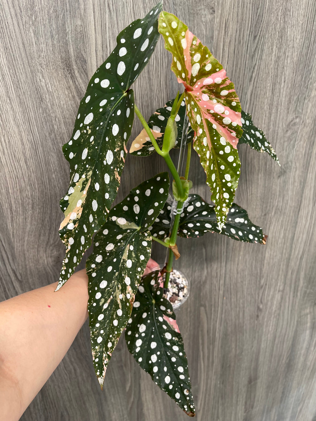 Begonia Maculata Pink B
