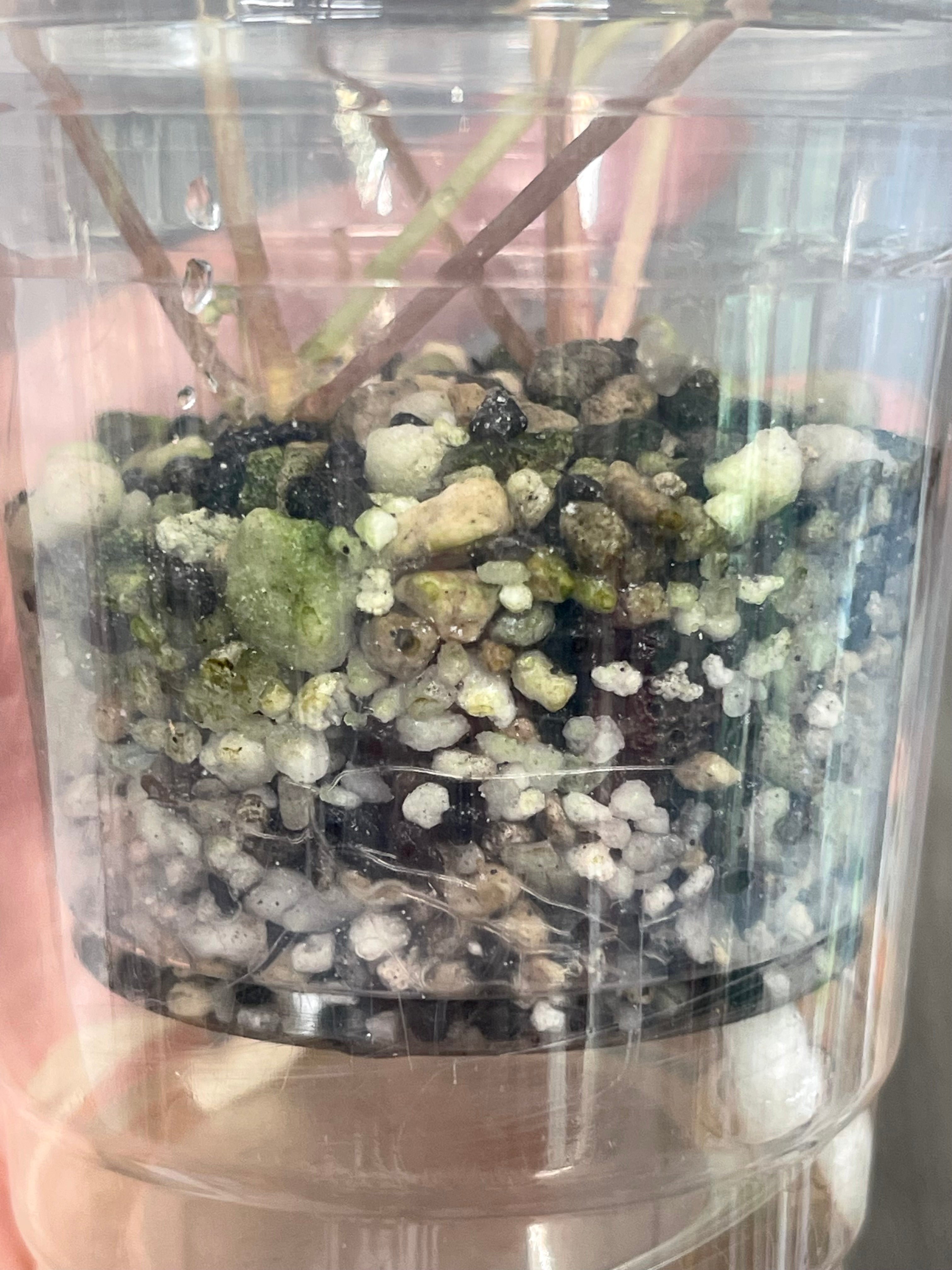 Purple Oxalis Triangularis Variegated
