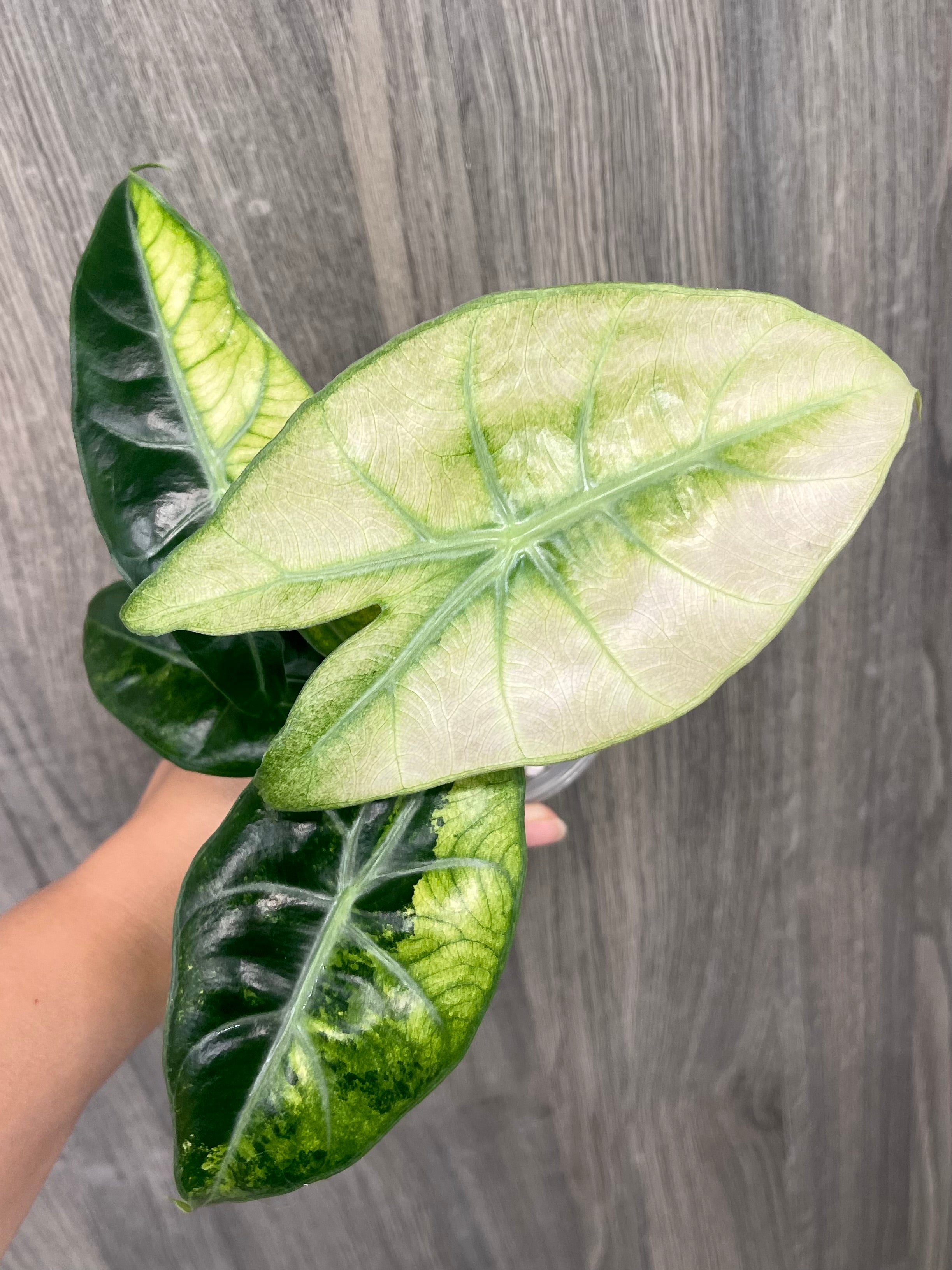 Alocasia Nairobi Night