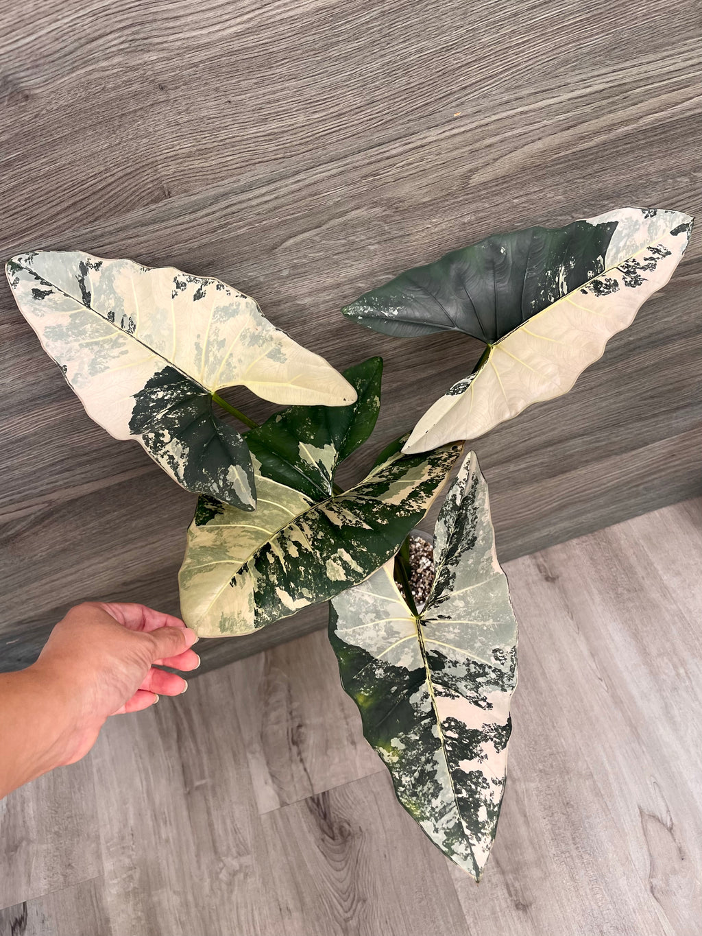 Alocasia Scabriuscula Pink Albo B
