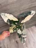 Alocasia Scabriuscula Pink Albo B