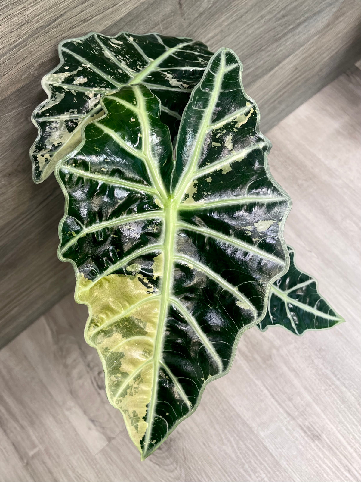 Alocasia Polly Pink Albo Mint