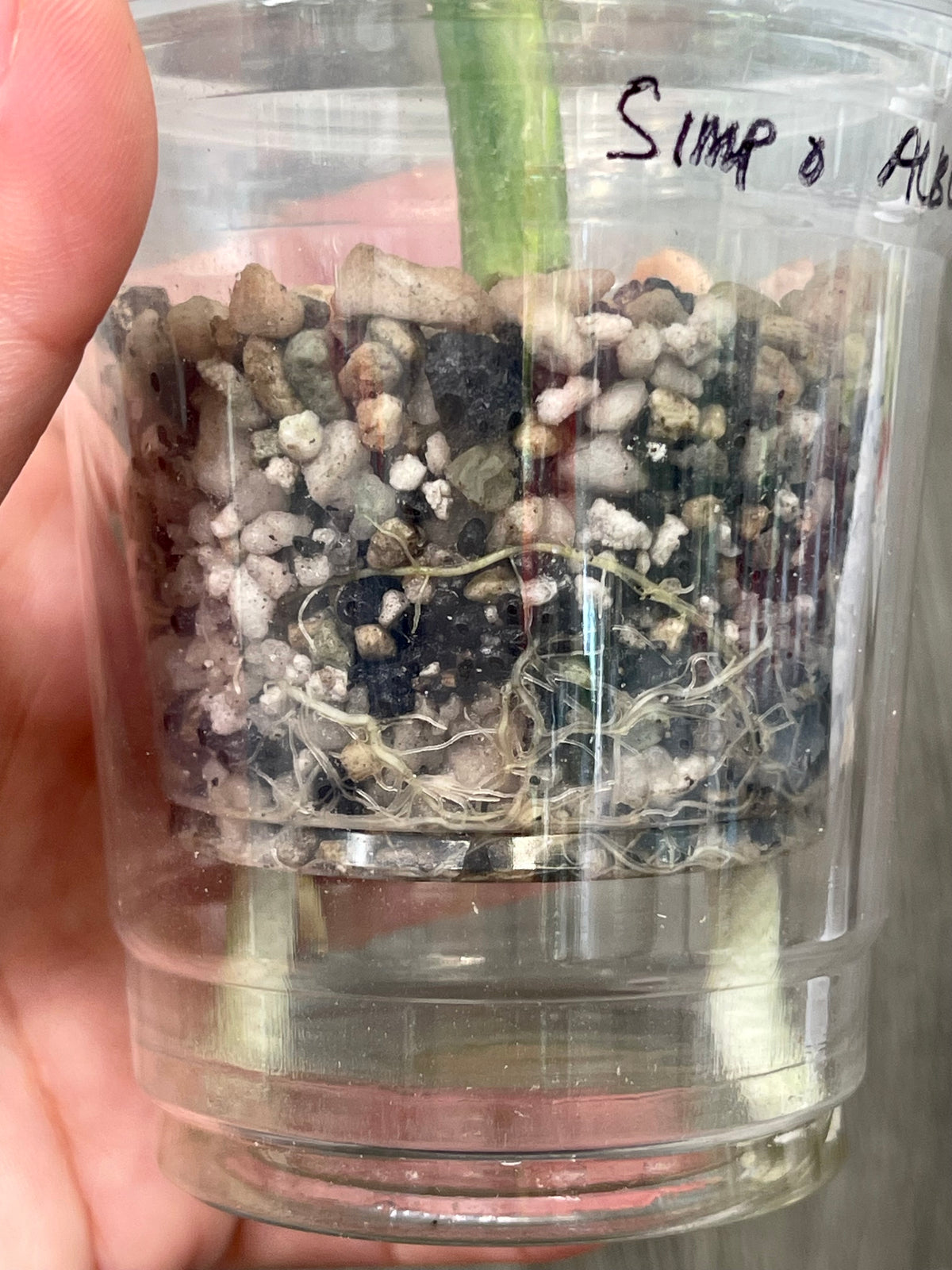 Alocasia Simpo Albo B