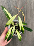 Hoya Rigidifolia Variegated
