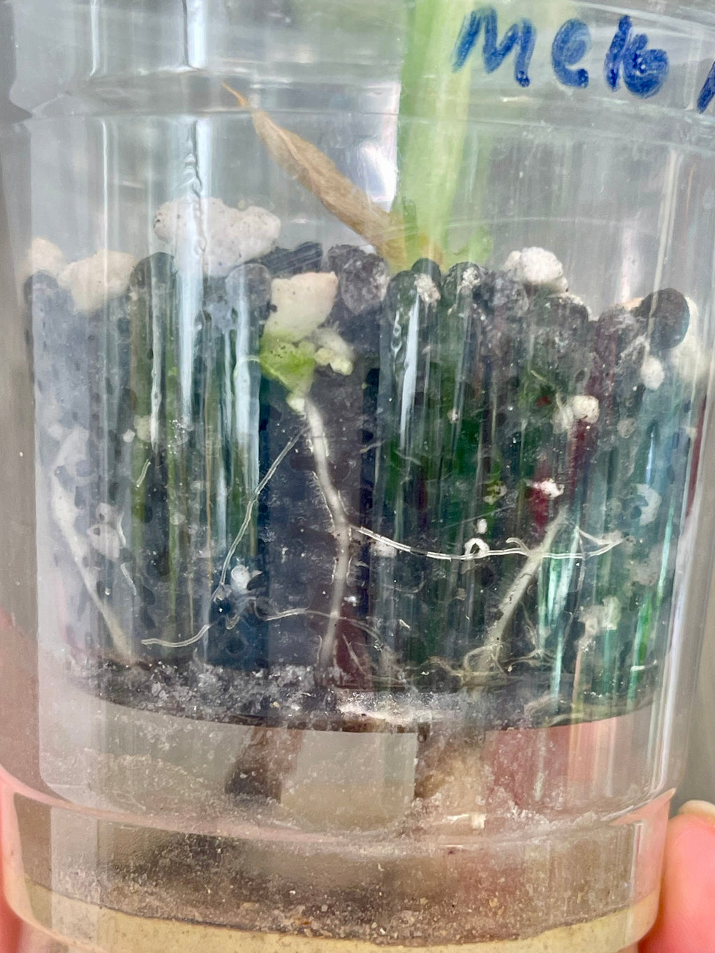 Alocasia Melo Albo Mint B