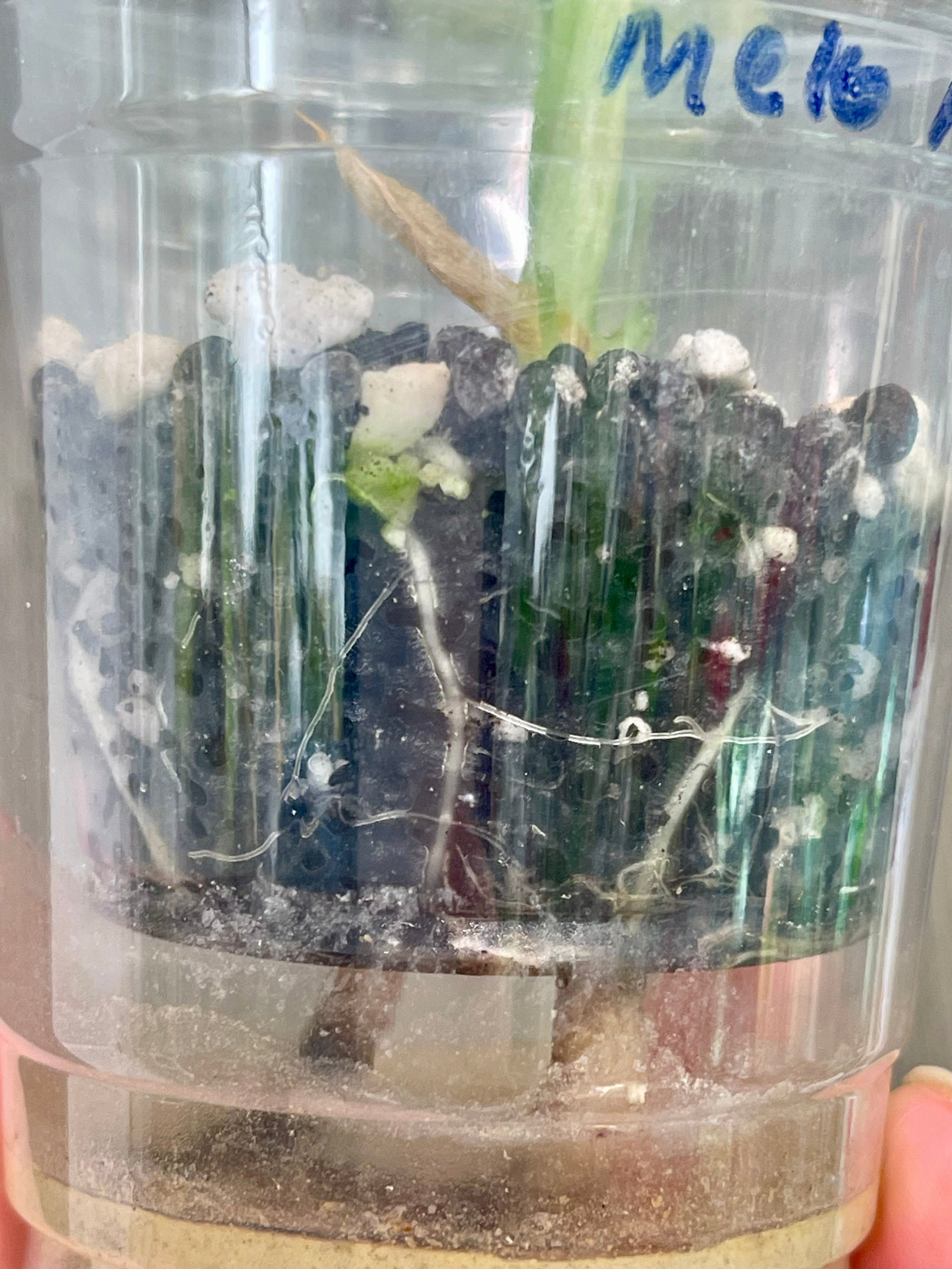 Alocasia Melo Albo Mint B