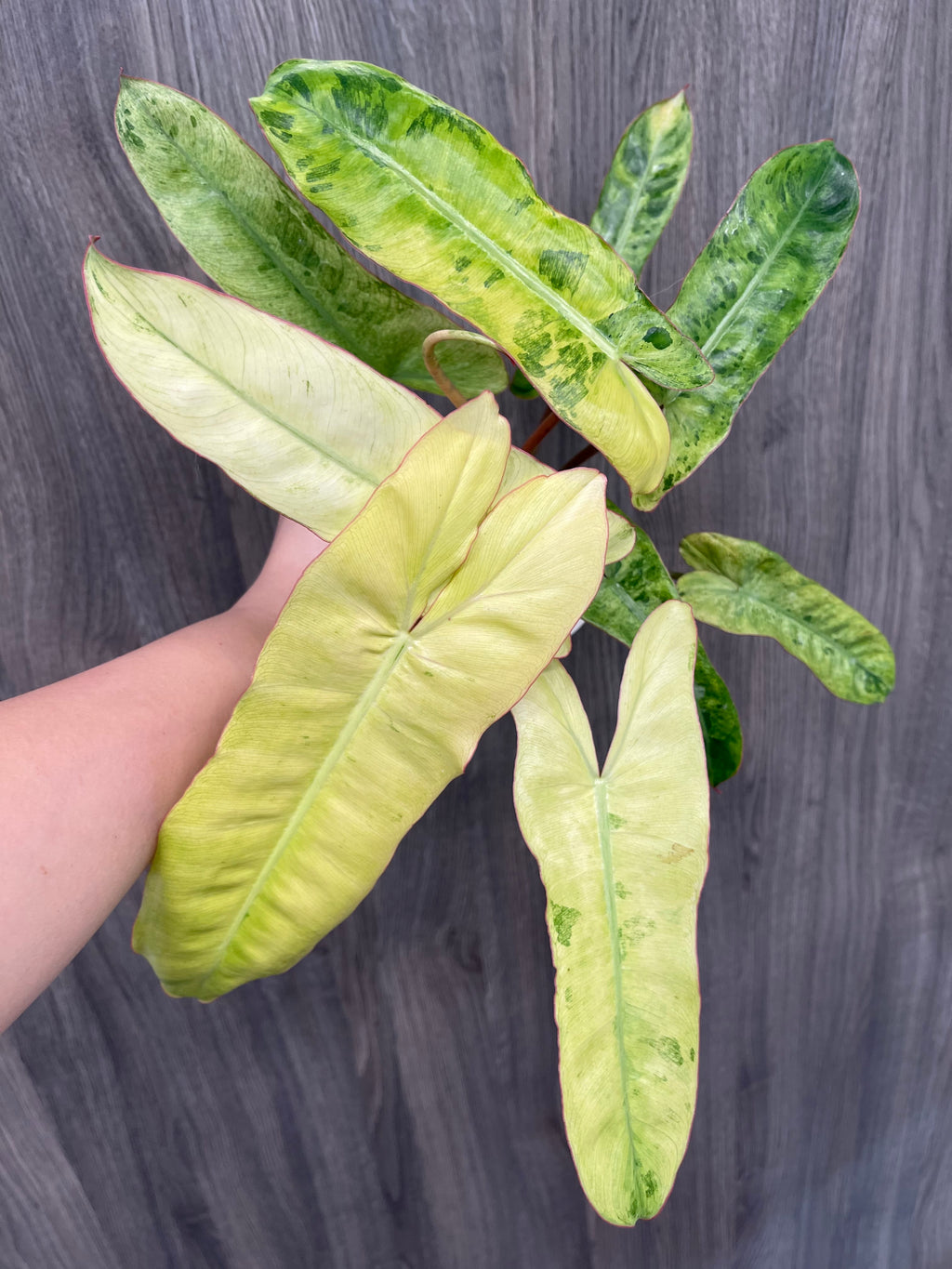 Philodendron Paraiso Verde Aurea