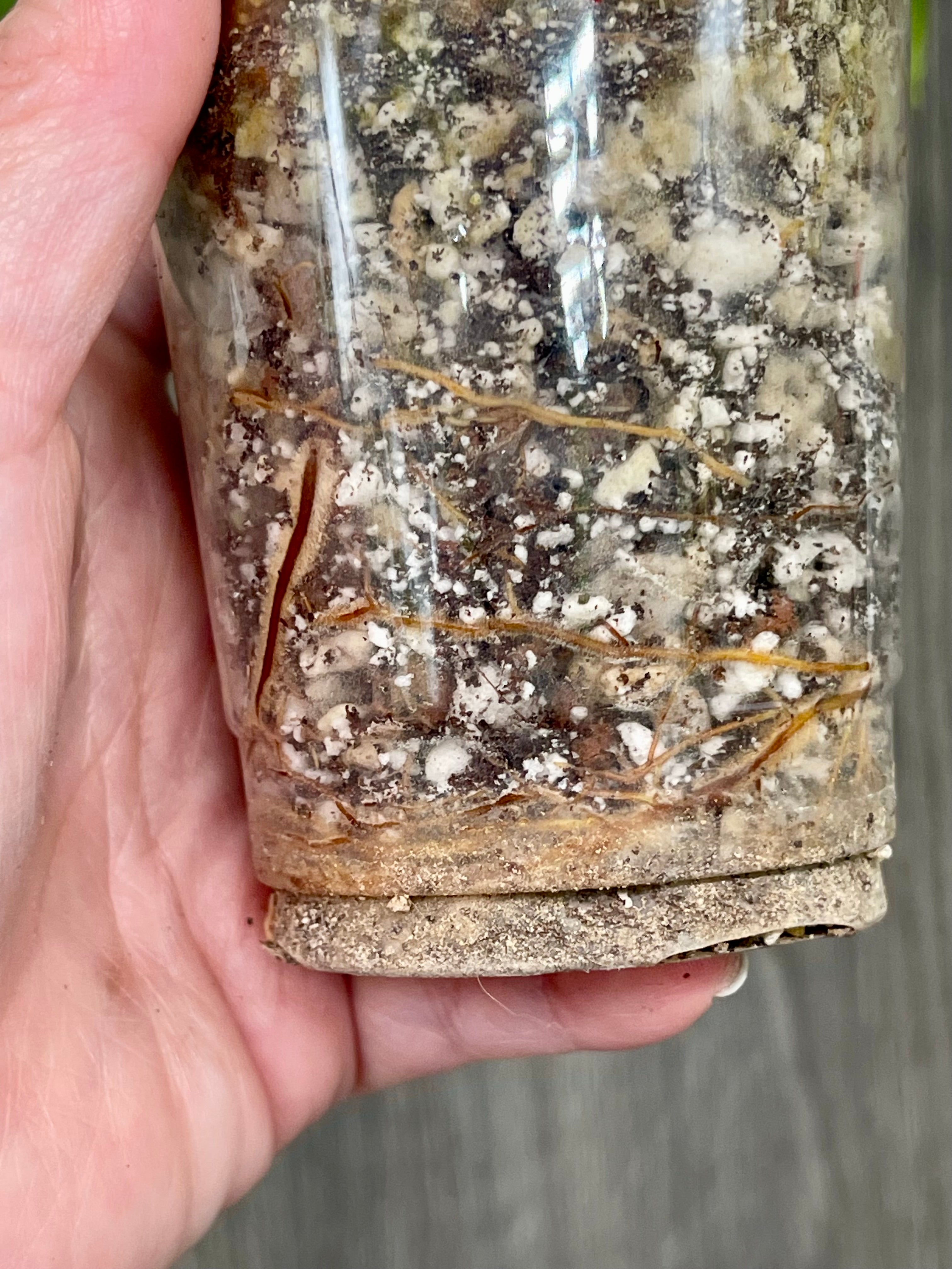 Philo White Princess Aurea C