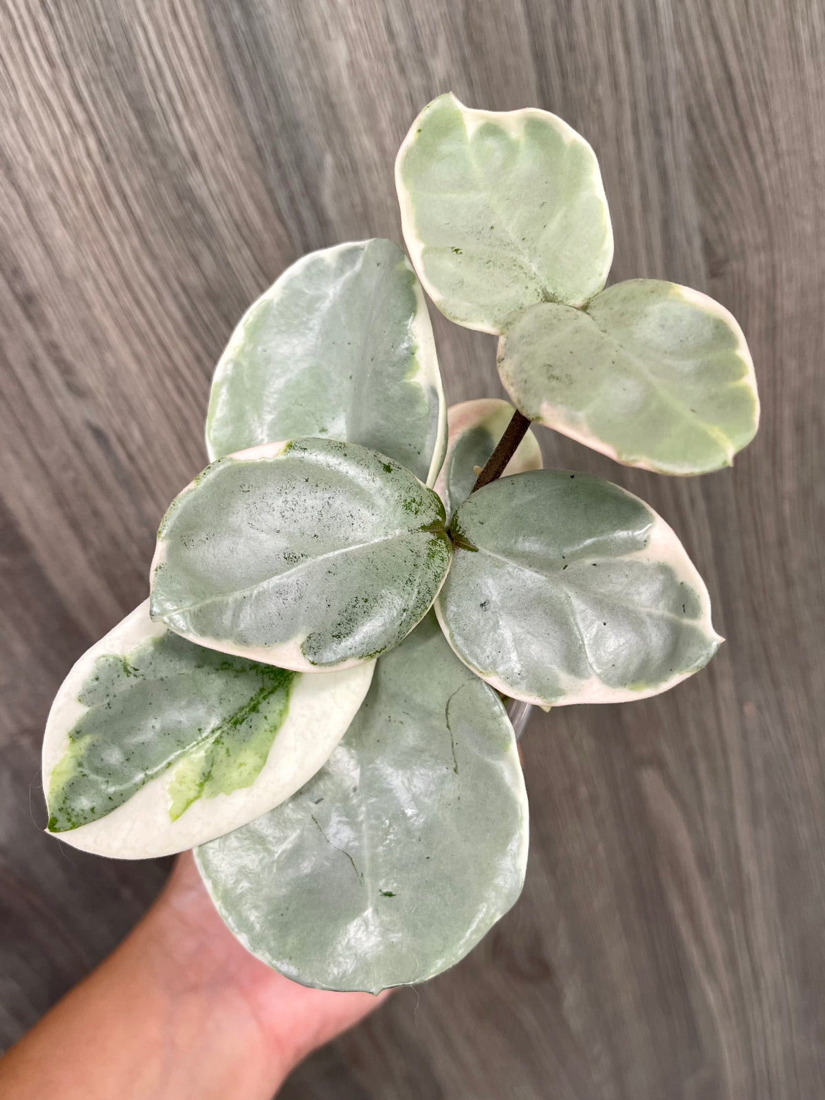 Hoya Argentea Picta C