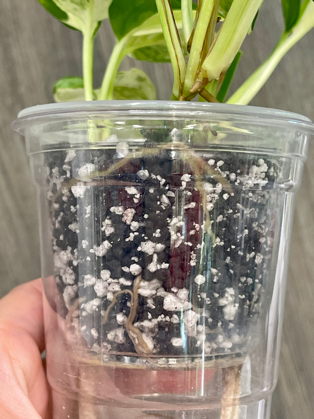 Pothos Japanese Global