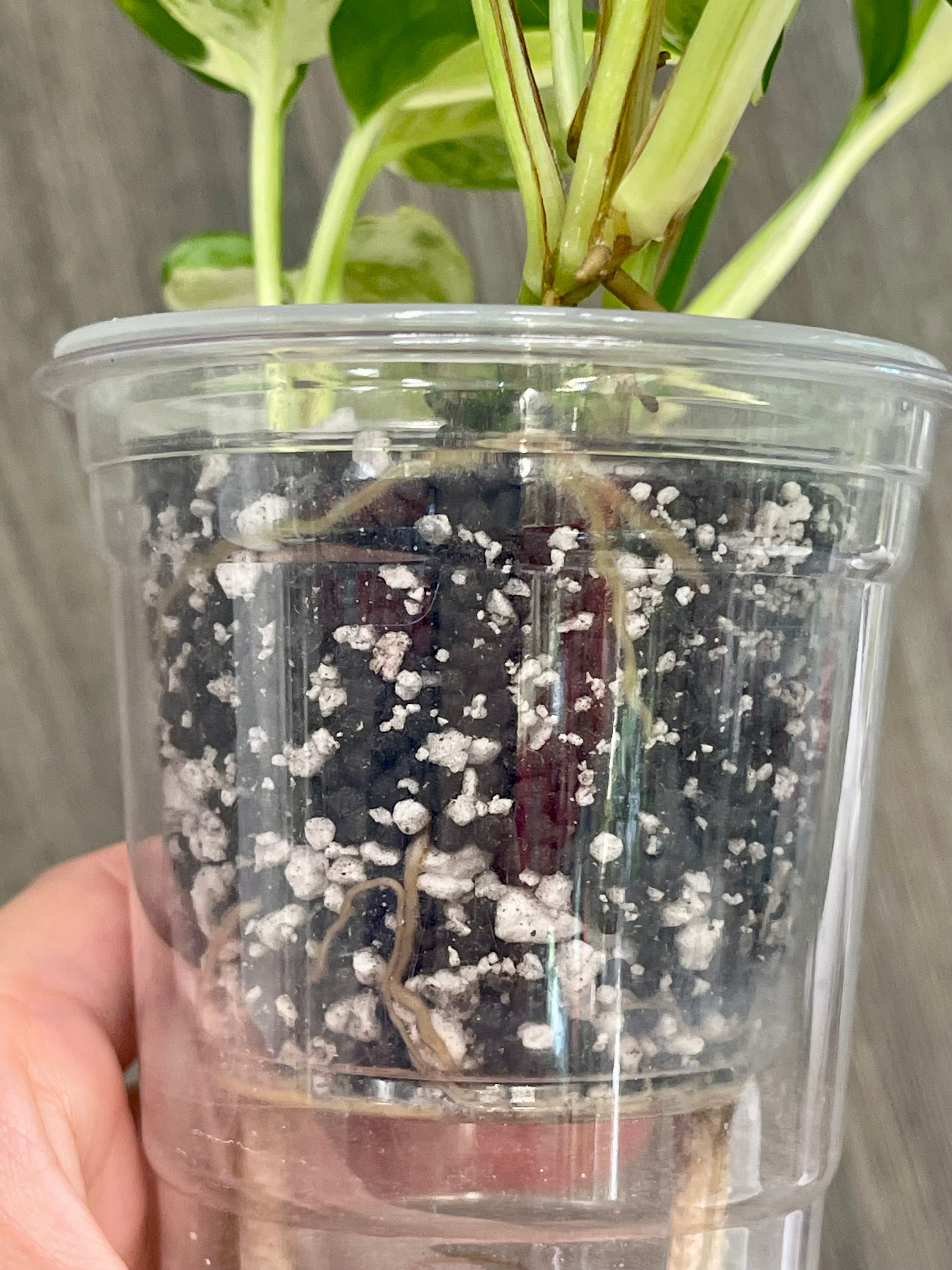 Pothos Japanese Global