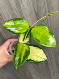 Hoya Merrillii Variegated