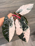 Alocasia Chantrieri Pink C