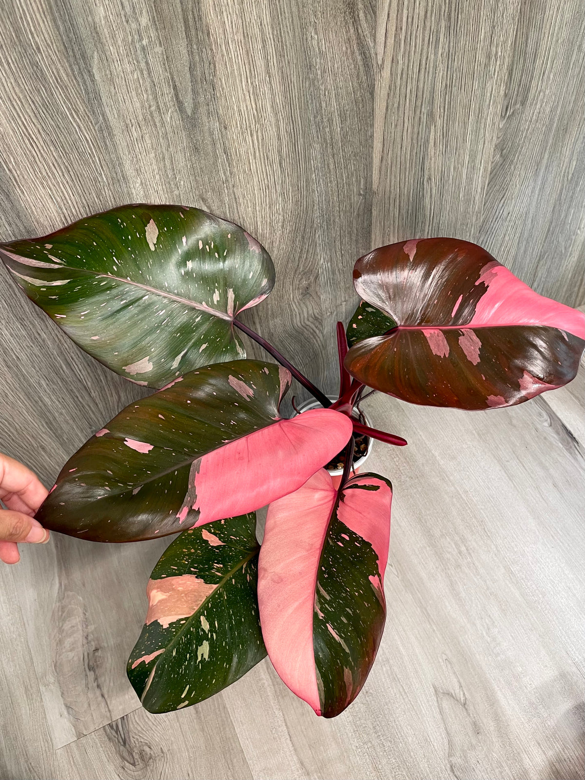 Philo Pink Princess Marble Indo