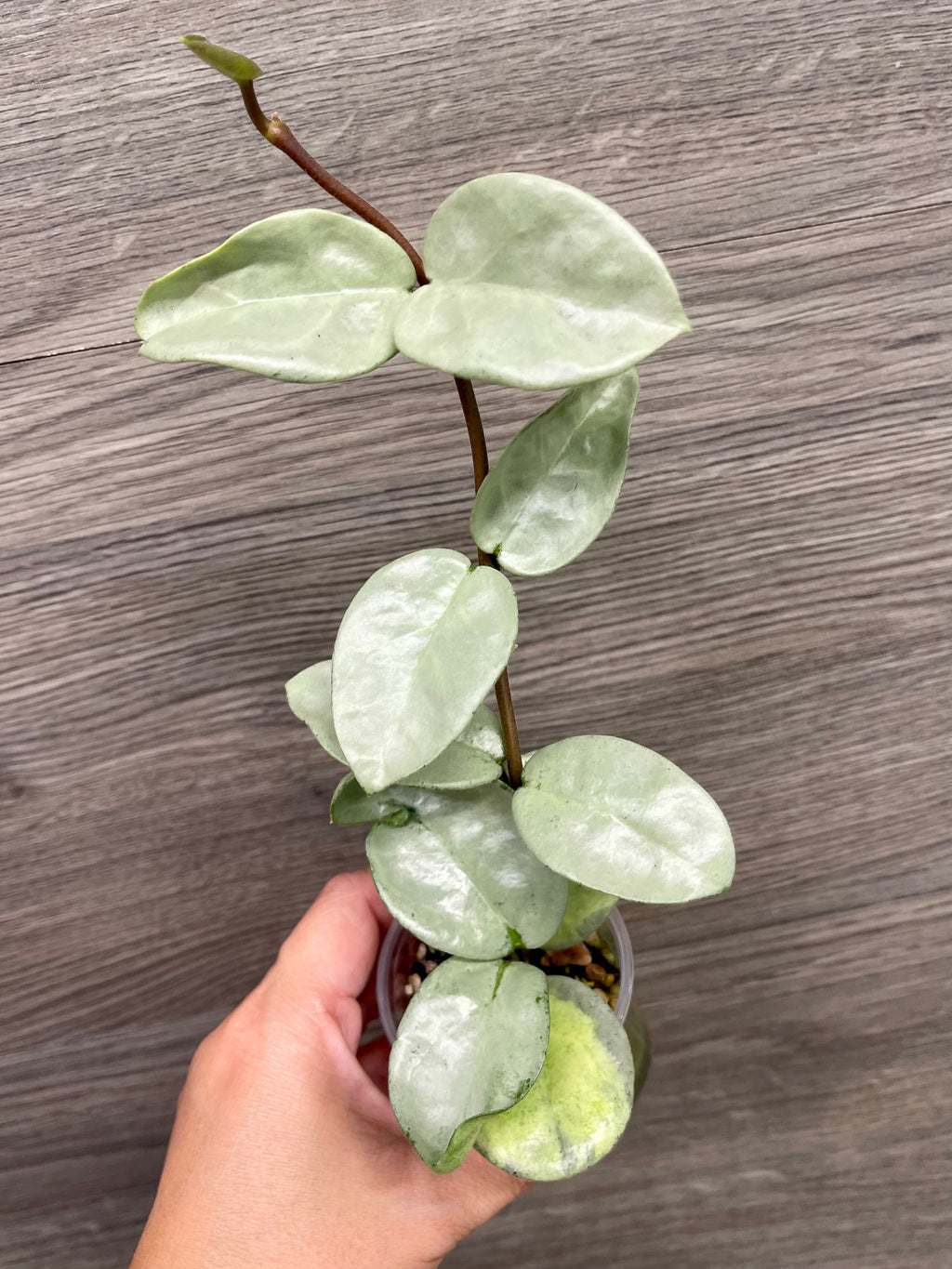 Hoya Nova Ghost