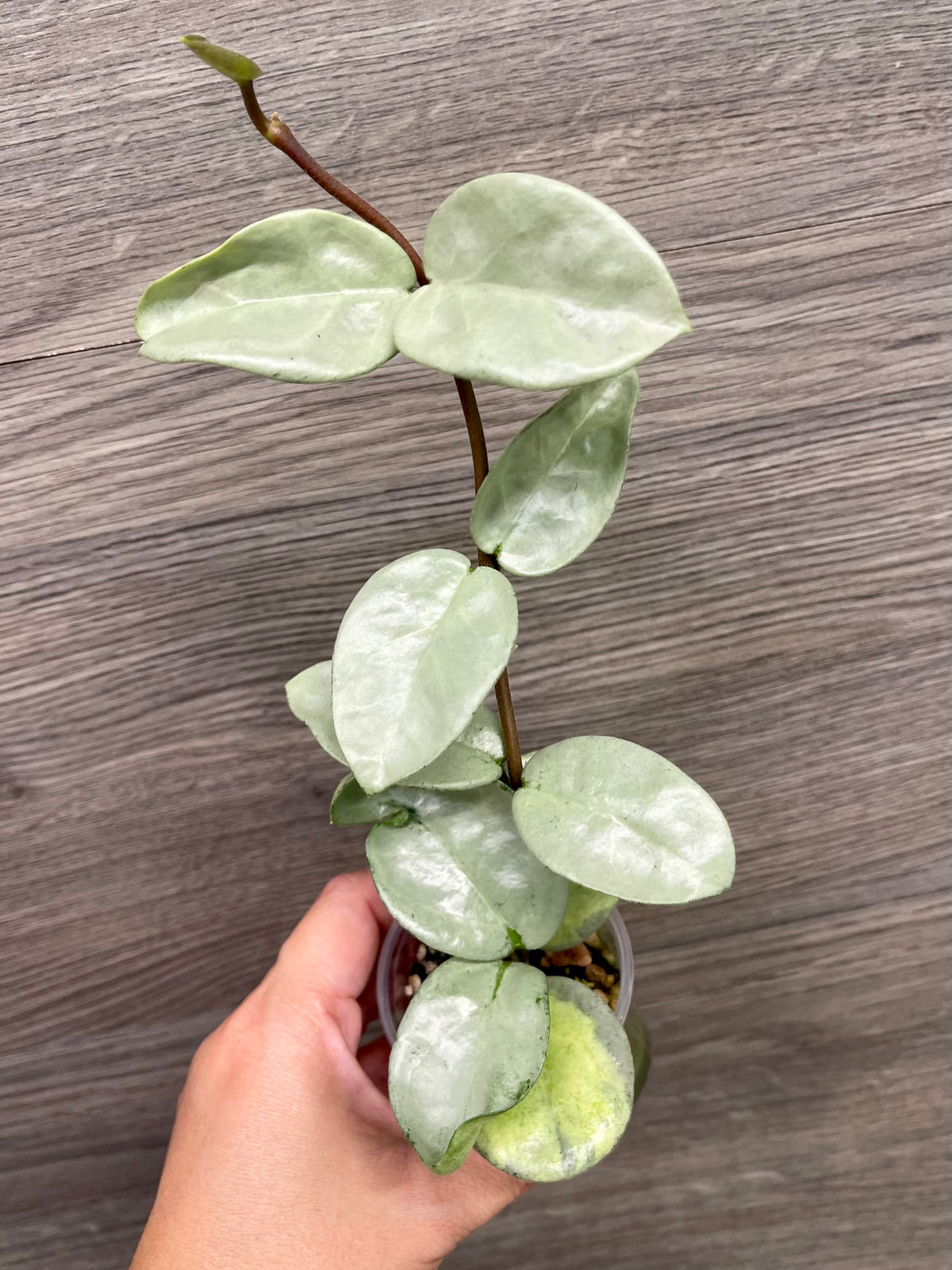 Hoya Nova Ghost