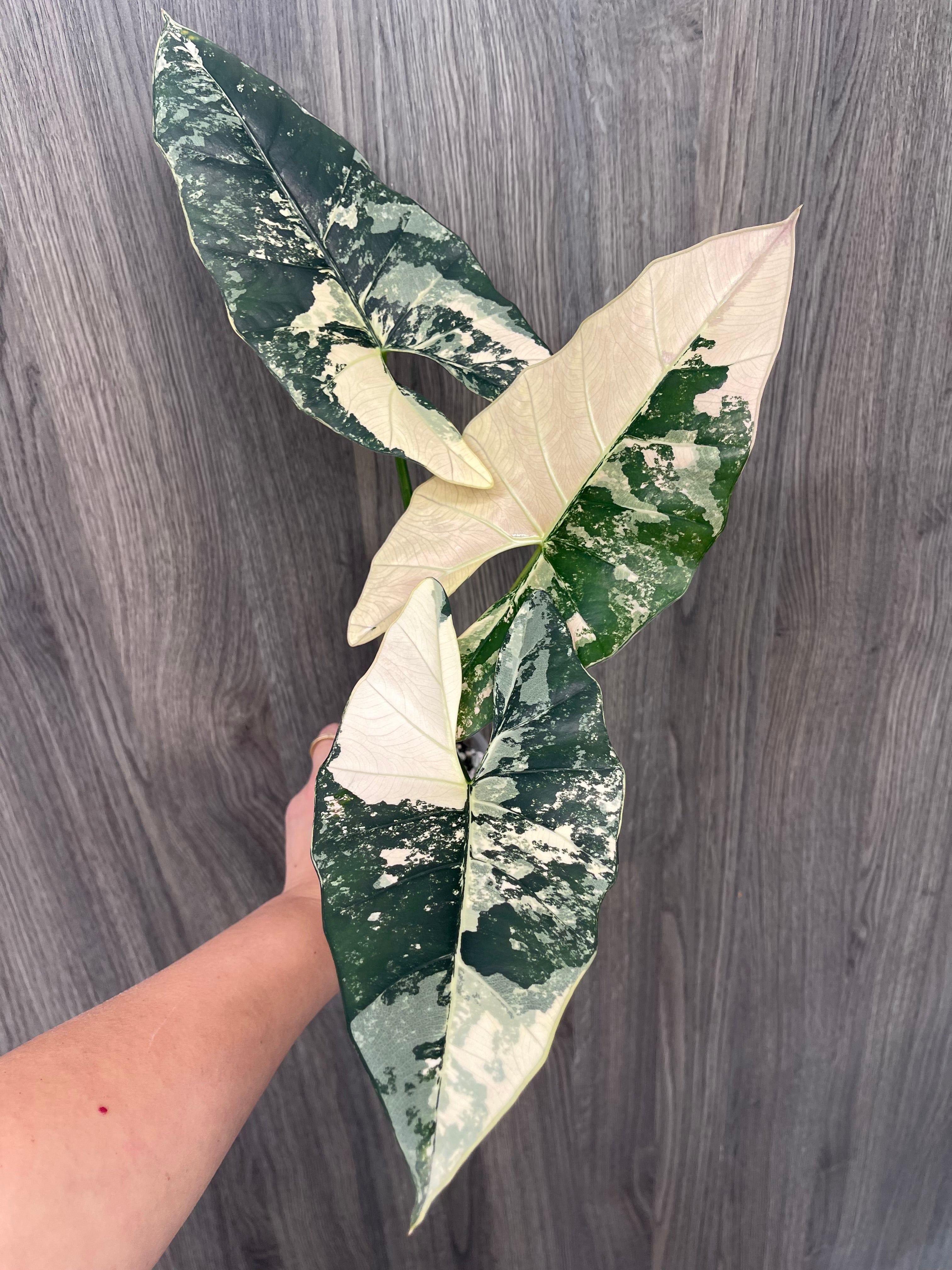 Alocasia Scabriuscula Pink Albo