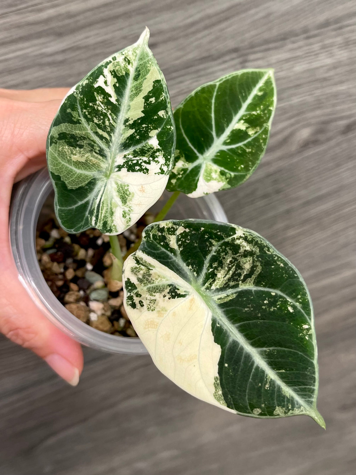 Alocasia Black Velvet Albo B