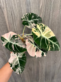 Alocasia Black Velvet Pink