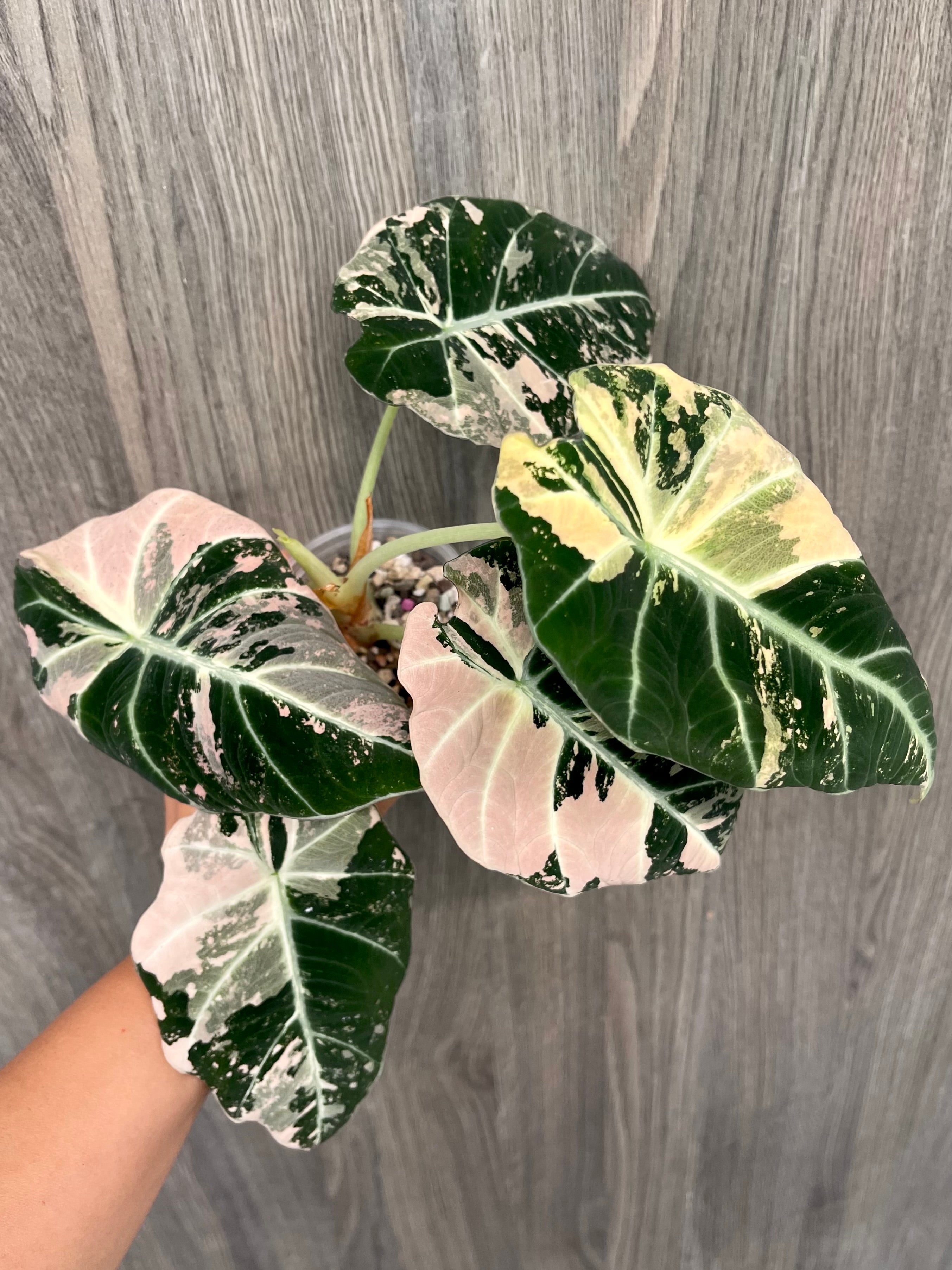 Alocasia Black Velvet Pink