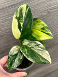Scindapsus Treubii Tricolor
