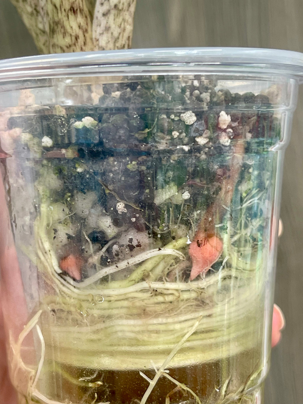 Alocasia Stingray Lime