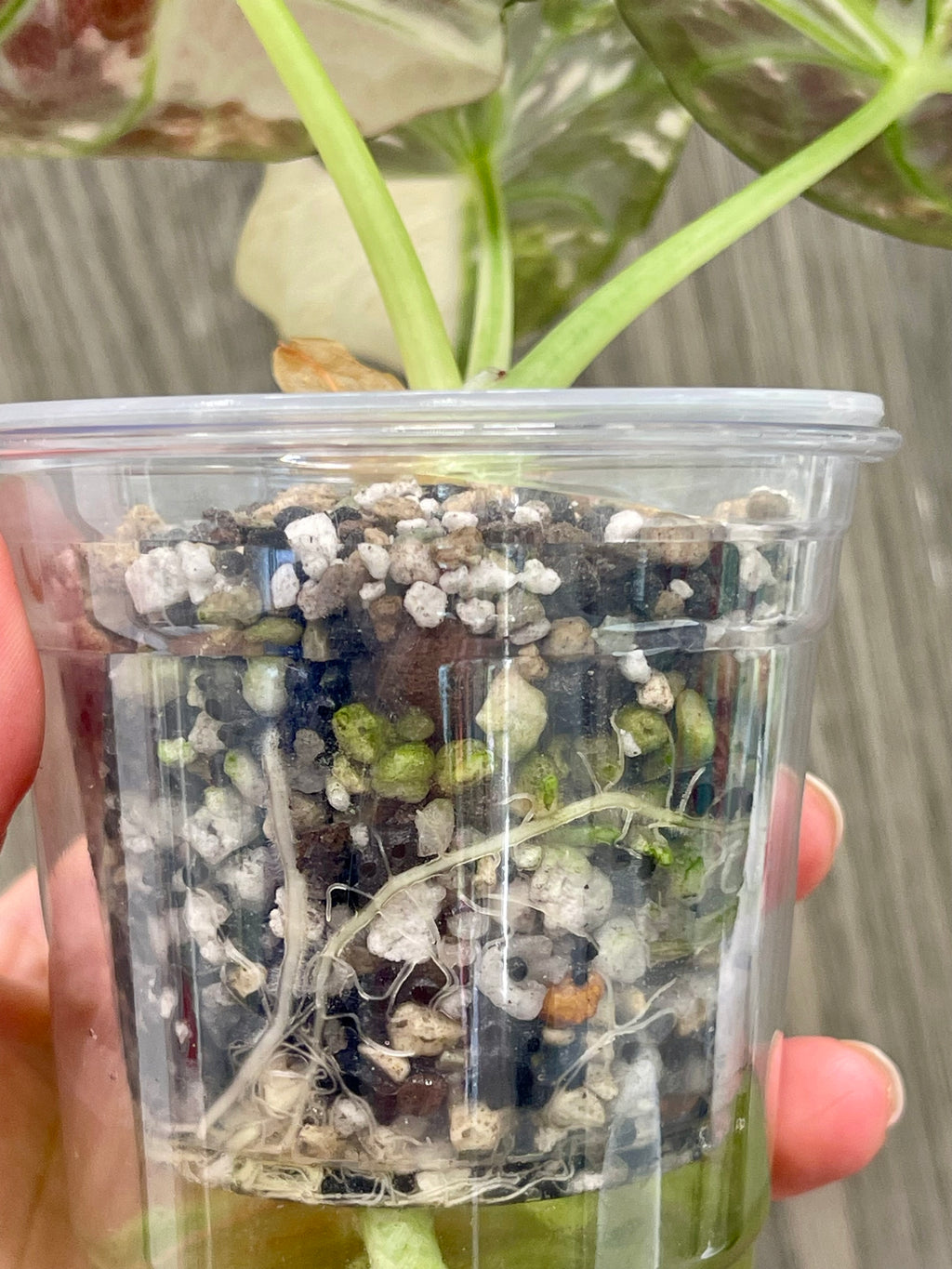 Alocasia Black Velvet Albo A