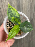 Alocasia Dragon Breath Aurea B