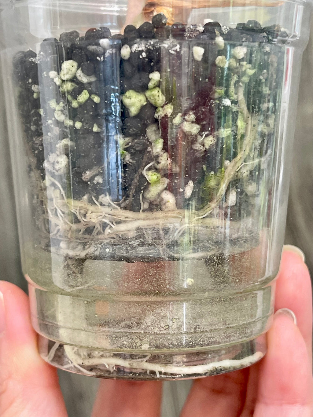 Alocasia Polly Yellow