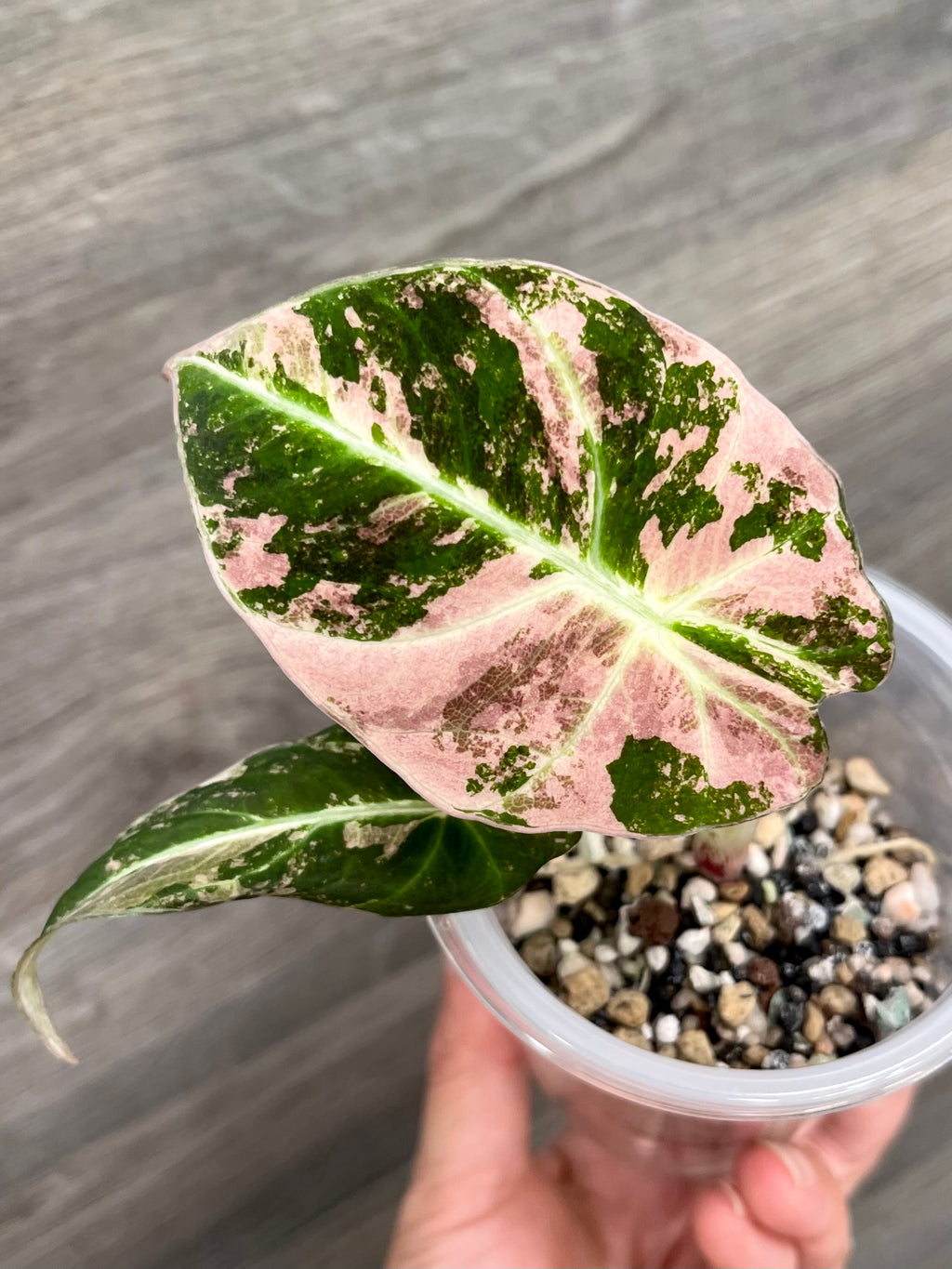 Alocasia Black Velvet Pink B