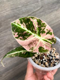 Alocasia Black Velvet Pink B