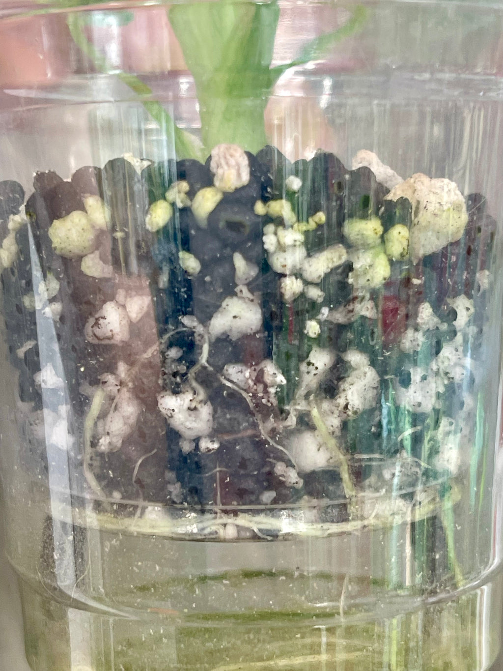 Alocasia Dragon Scale Aurea