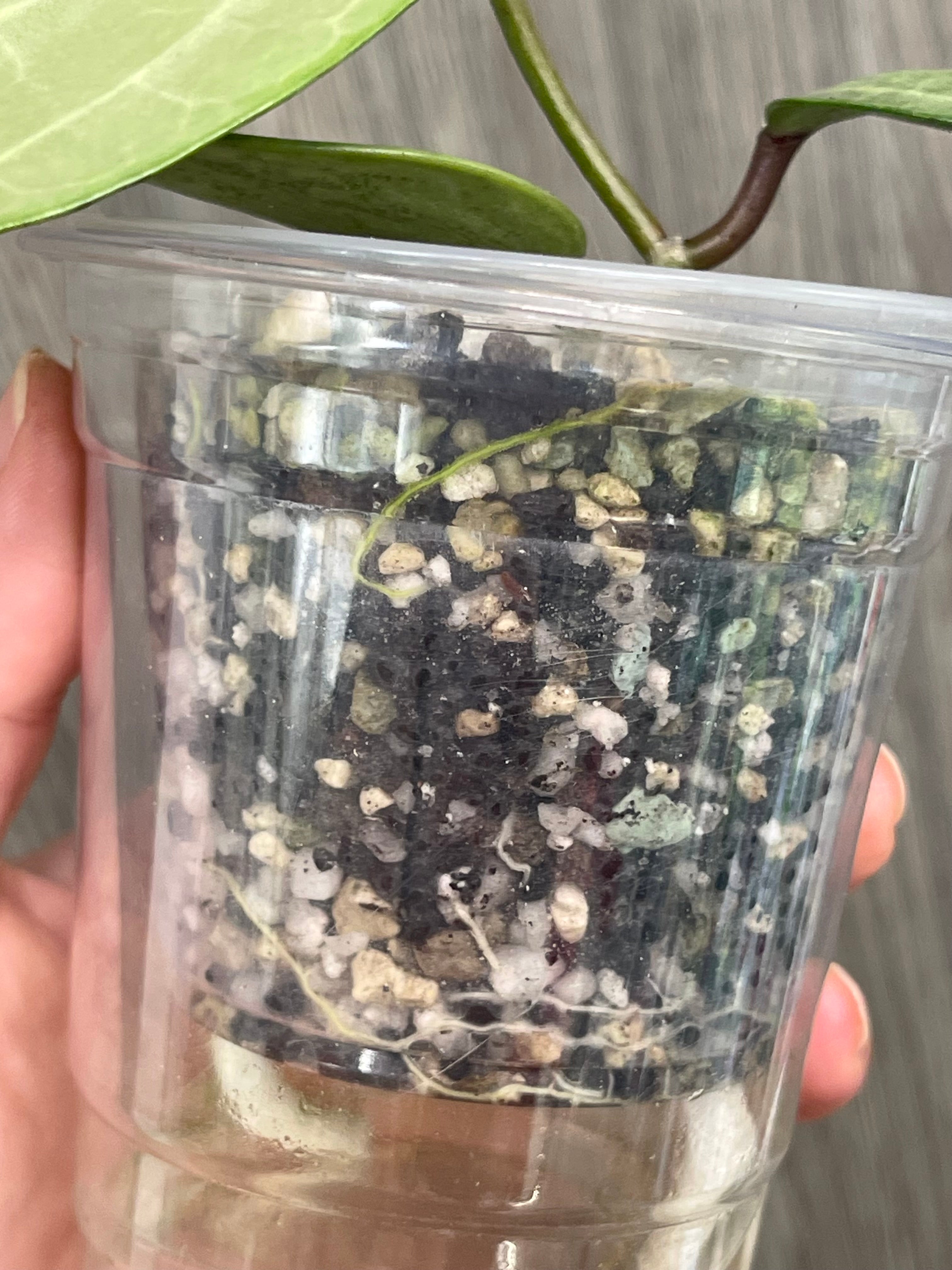 Hoya Latifolia Silver